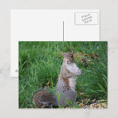 Eichhörnchen auf Postkarte (Vorne/Hinten)