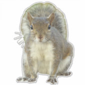 Eichhörnchen Aufkleber (Vorderseite)