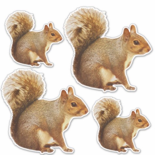 Eichhörnchen-Aufkleber Aufkleber (Vorderseite)