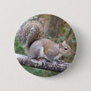 Eichhörnchen-Aufstellung Button