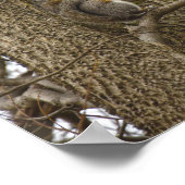 Eichhörnchen aus Ostgraue Eating Oak Blume Poster (Ecke)
