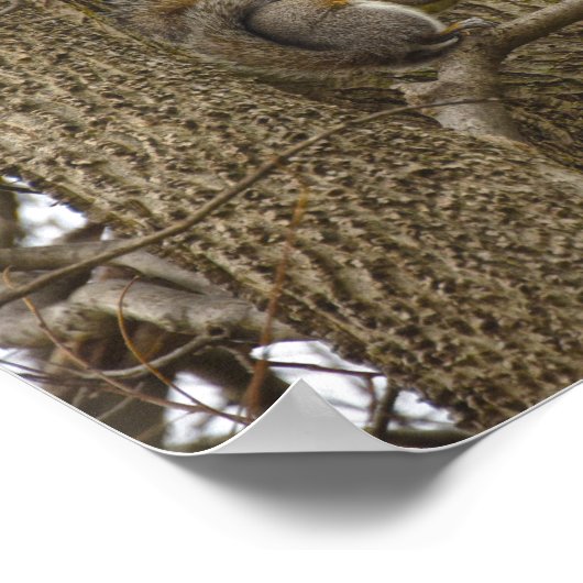Eichhörnchen aus Ostgraue Eating Oak Blume Poster (Ecke)