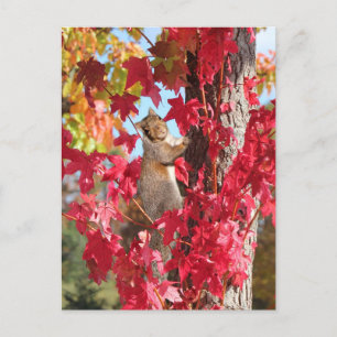 Eichhörnchen aus rotem Herbstbaum Postkarte