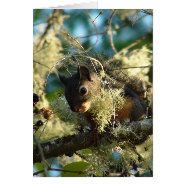 Eichhörnchen-Baby 2009 (Vorne)