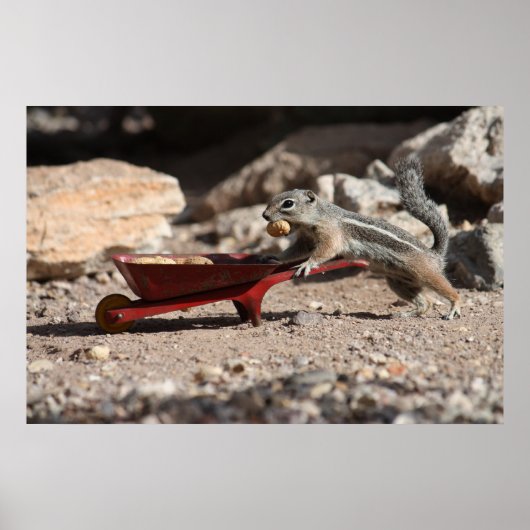 Eichhörnchen Bauer Poster (Vorne)
