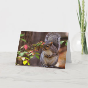 Eichhörnchen beginnt geduldig Karte