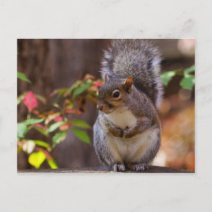 Eichhörnchen beginnt geduldig postkarte