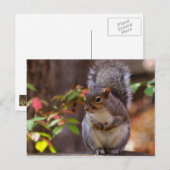 Eichhörnchen beginnt geduldig postkarte (Vorne/Hinten)