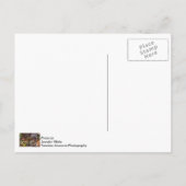 Eichhörnchen beginnt geduldig postkarte (Rückseite)