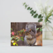 Eichhörnchen beginnt geduldig postkarte (Stehend Vorderseite)