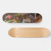 Eichhörnchen beginnt geduldig skateboard (Horizontal)