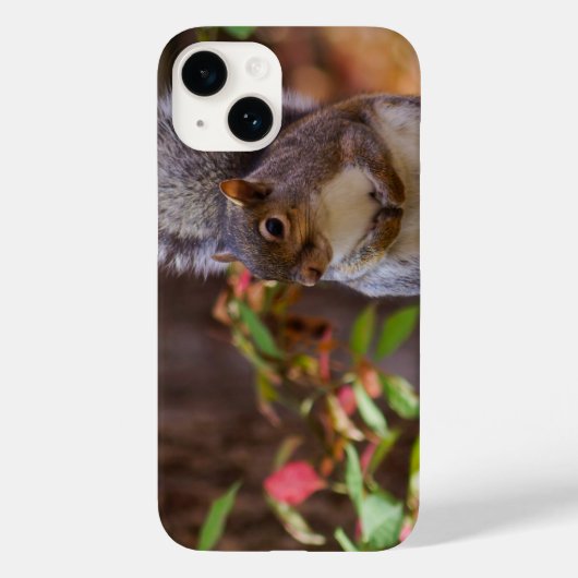 Eichhörnchen Begs iPhone Case (Rückseite)