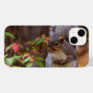 Eichhörnchen Begs iPhone Case