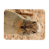 Eichhörnchen beim Frühstück Magnet (Horizontal)