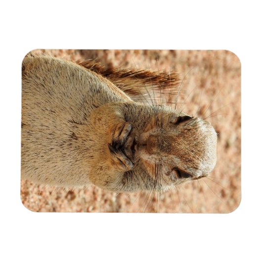 Eichhörnchen beim Frühstück Magnet (Horizontal)