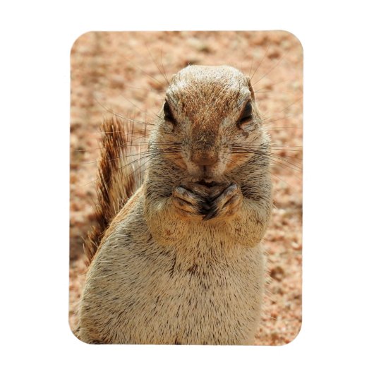 Eichhörnchen beim Frühstück Magnet (Vertikal)