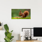 Eichhörnchen beim Nussessen Poster (Heimbüro)