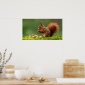 Eichhörnchen beim Nussessen Poster (Küche)