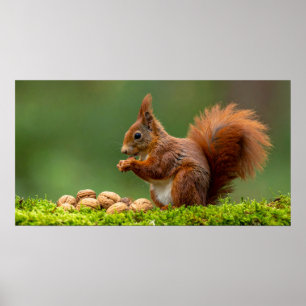 Eichhörnchen beim Nussessen Poster