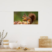 Eichhörnchen beim Nussessen Poster (Küche)