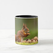 Eichhörnchen beim Nussessen Tasse (Zentrum)