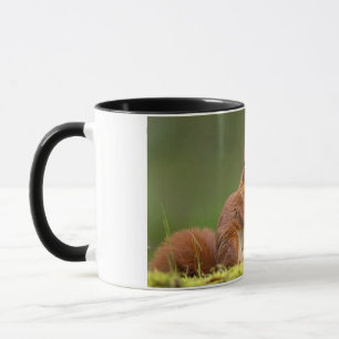 Eichhörnchen beim Nussessen Tasse