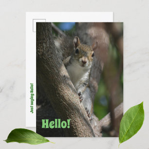 Eichhörnchen beobachtet Sie Niedliches Nahaufnahme Postkarte