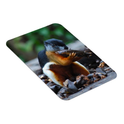 Eichhörnchen Borneo Tri-Color Magnet (Rechte Seite)