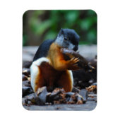 Eichhörnchen Borneo Tri-Color Magnet (Vertikal)