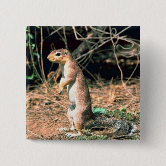Eichhörnchen Button (Vorderseite)