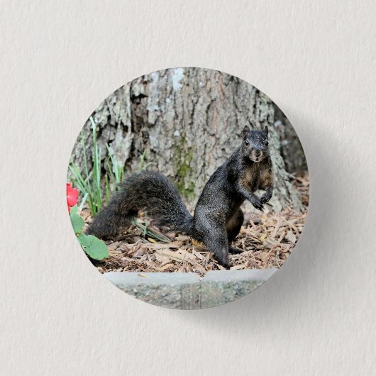 Eichhörnchen Button (Vorderseite)