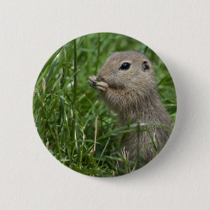 Eichhörnchen Button