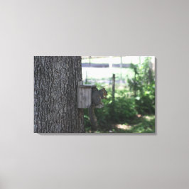 Eichhörnchen Canvas Print Leinwanddruck