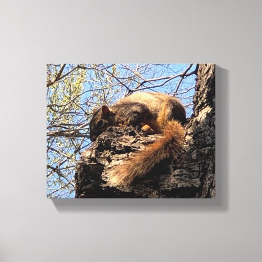 Eichhörnchen Canvas Print Leinwanddruck (Vorderseite)