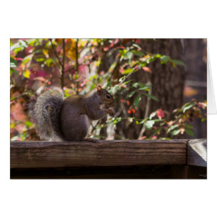 Eichhörnchen Chow Time