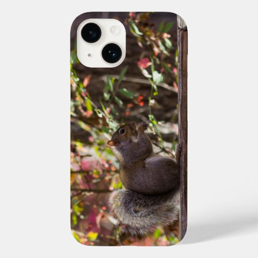 Eichhörnchen Chow Time iPhone Case (Rückseite)