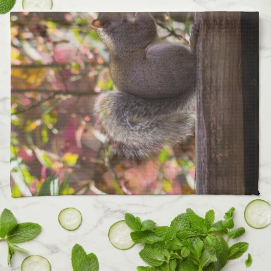 Eichhörnchen Chow Time Küchentuch (Gefaltet)