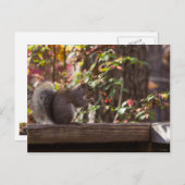 Eichhörnchen Chow Time Postkarte (Vorne/Hinten)