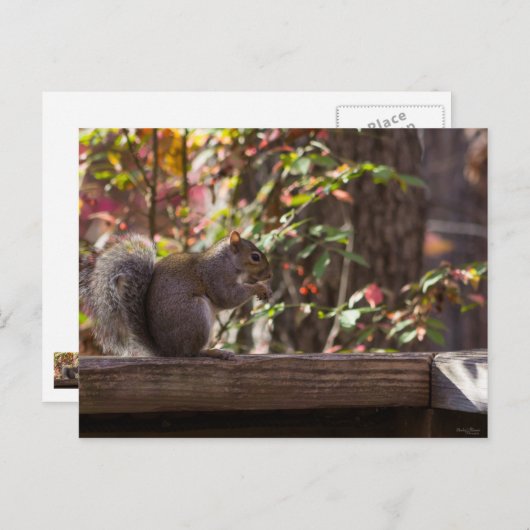 Eichhörnchen Chow Time Postkarte (Vorne/Hinten)