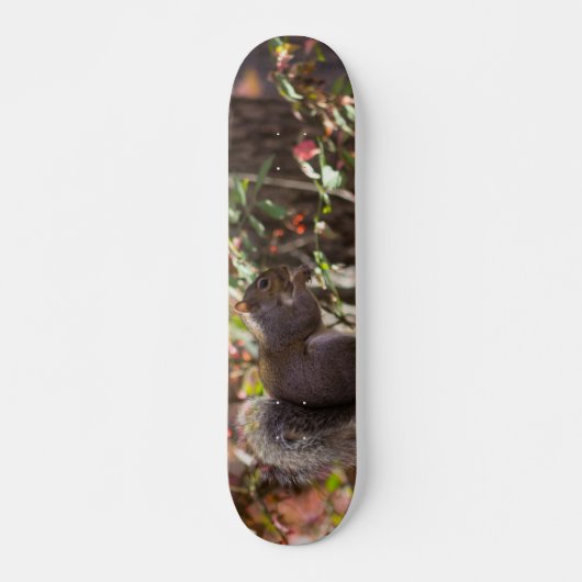 Eichhörnchen Chow Time Skateboard (Vorne)