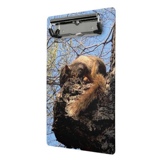 Eichhörnchen Clipboard Mini Klemmbrett (Gewinkelt2)