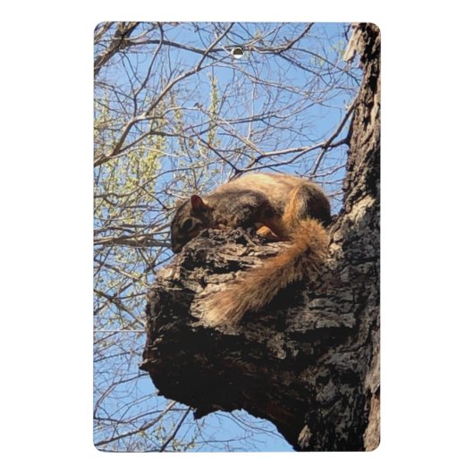 Eichhörnchen Clipboard Mini Klemmbrett (Rückseite)