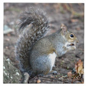 Eichhörnchen, das auf einer Eichel kaut Fliese (Vorderseite)