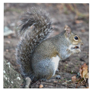 Eichhörnchen, das auf einer Eichel kaut Fliese