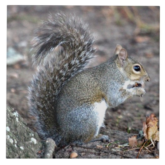 Eichhörnchen, das auf einer Eichel kaut Fliese (Vorderseite)