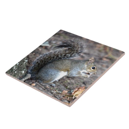 Eichhörnchen, das auf einer Eichel kaut Fliese (Seite)