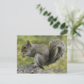 Eichhörnchen, das auf Felsen isst Postkarte (Stehend Vorderseite)