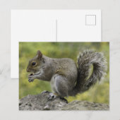 Eichhörnchen, das auf Felsen isst Postkarte (Vorne/Hinten)