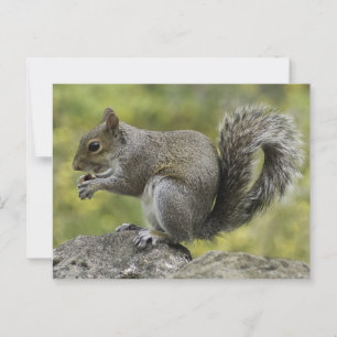Eichhörnchen, das auf Felsen isst Postkarte