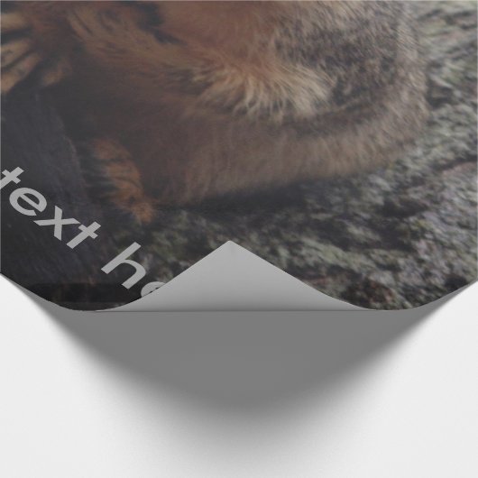 Eichhörnchen, das auf Ihr Packpapier schaut (Ecke)